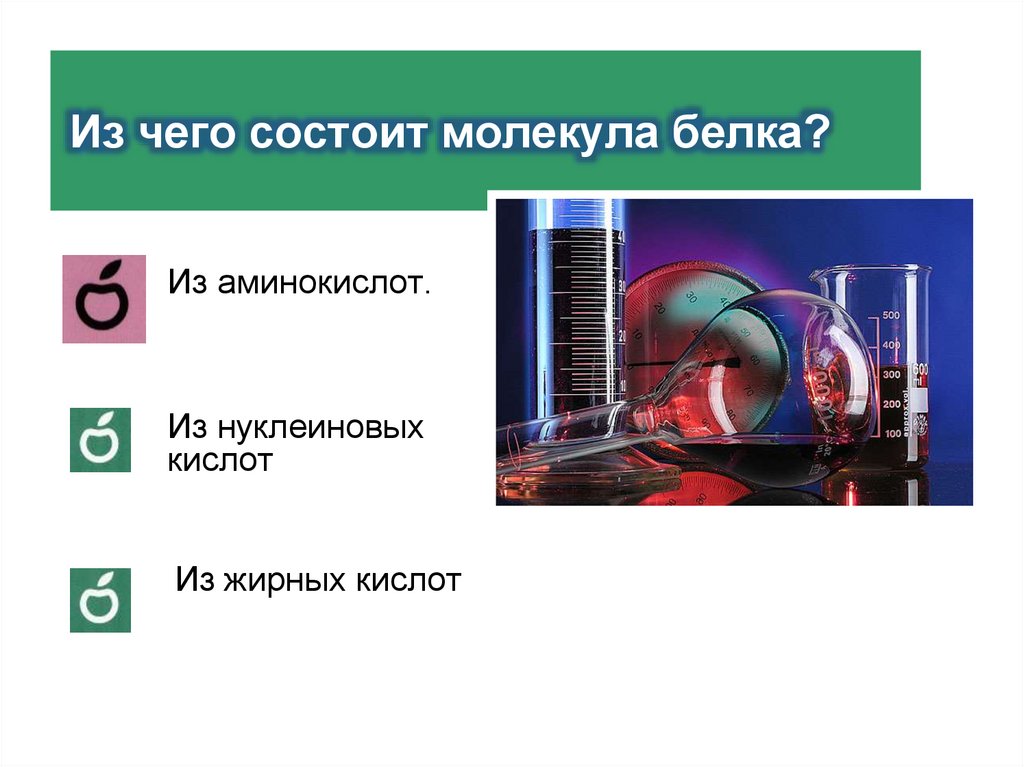 Из чего состоит молекула белка?