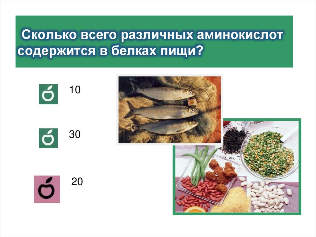 Сколько всего различных аминокислот содержится в белках пищи?