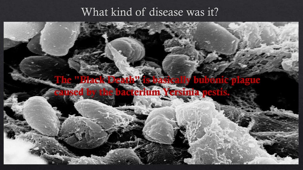 What kind of disease was it?