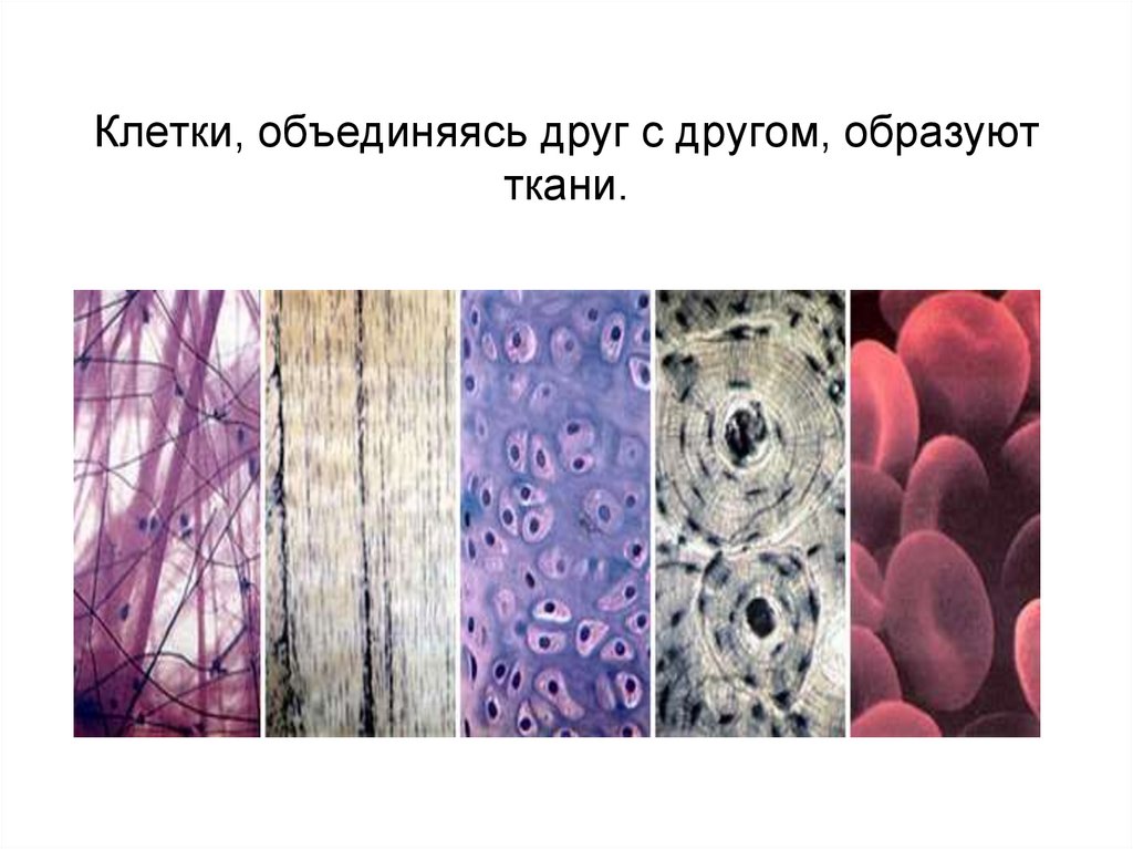 Клетки, объединяясь друг с другом, образуют ткани.