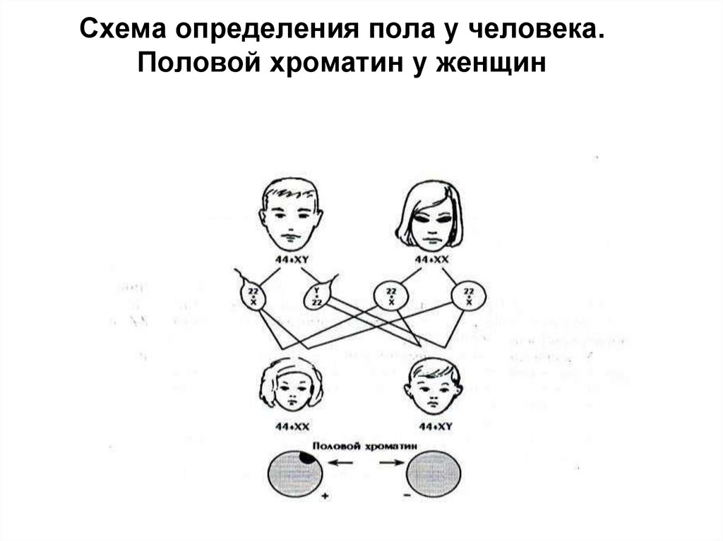 Схема определения пола у человека. Половой хроматин у женщин