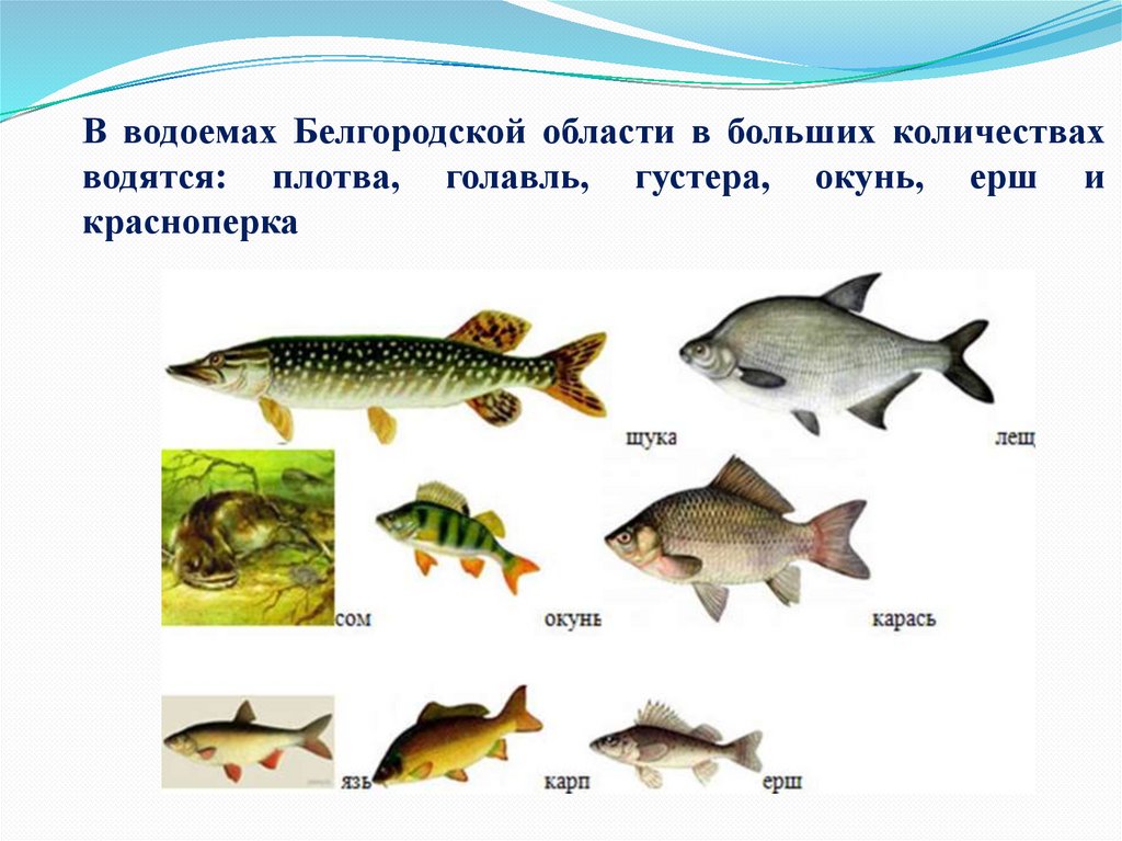 В водоемах Белгородской области в больших количествах водятся: плотва, голавль, густера, окунь, ерш и красноперка