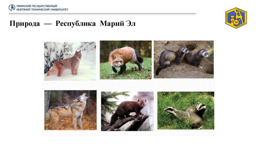 Природа — Республика Марий Эл