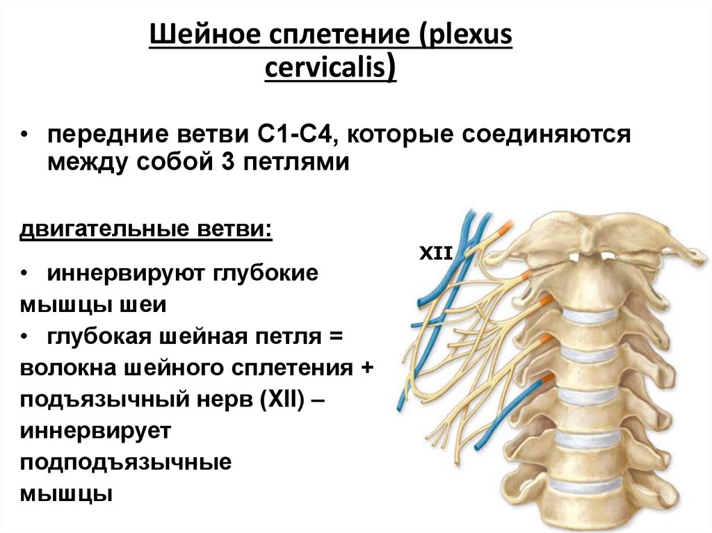 Шейное сплетение (plexus cervicalis)