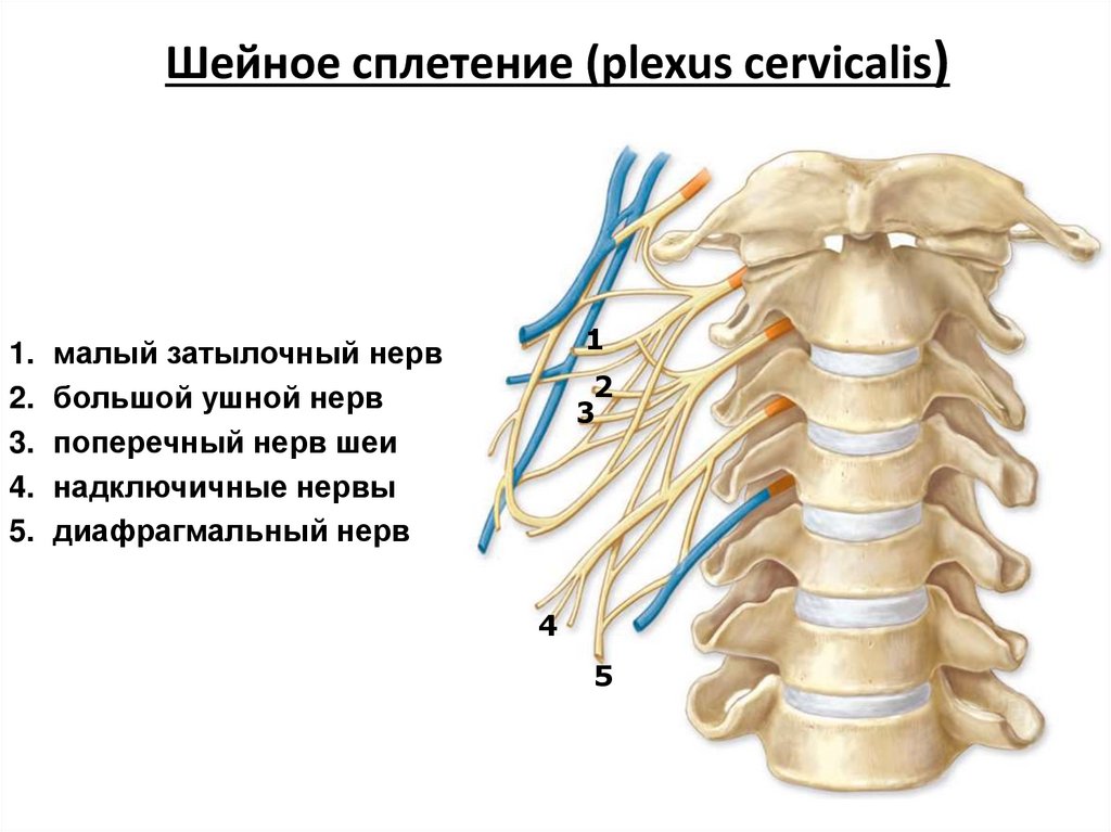 Шейное сплетение (plexus cervicalis)