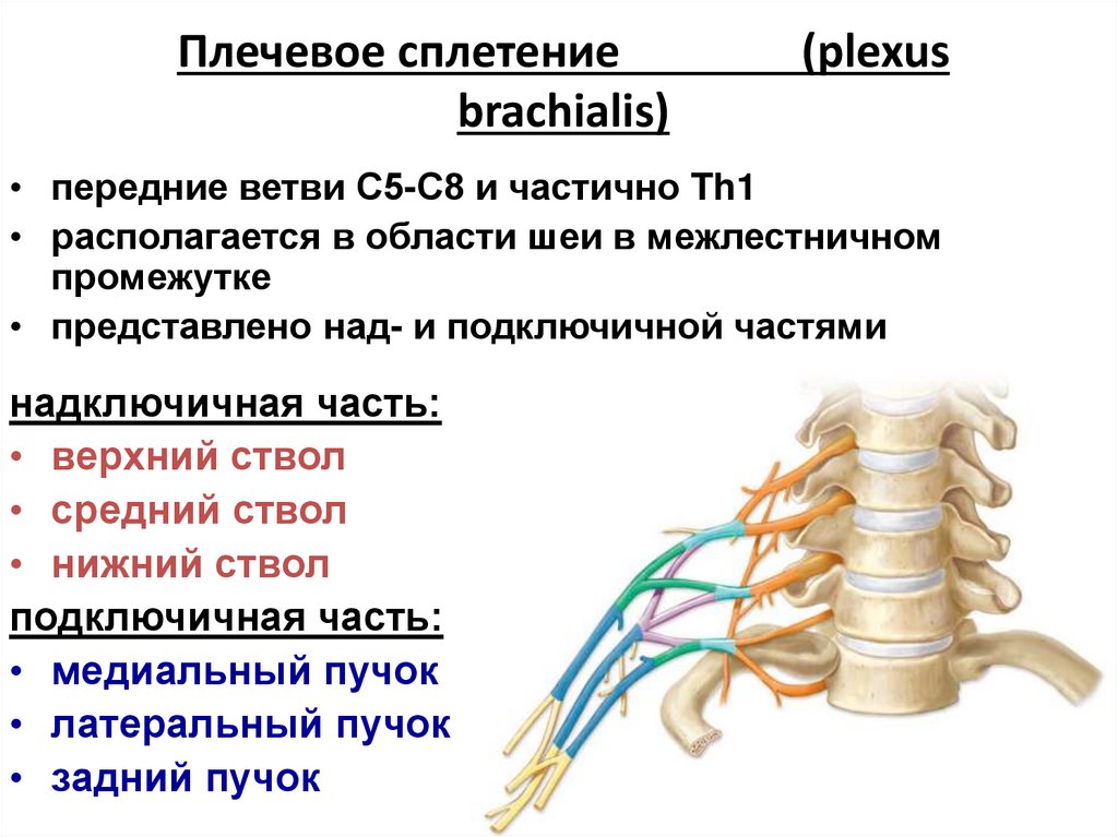 Плечевое сплетение (plexus brachialis)