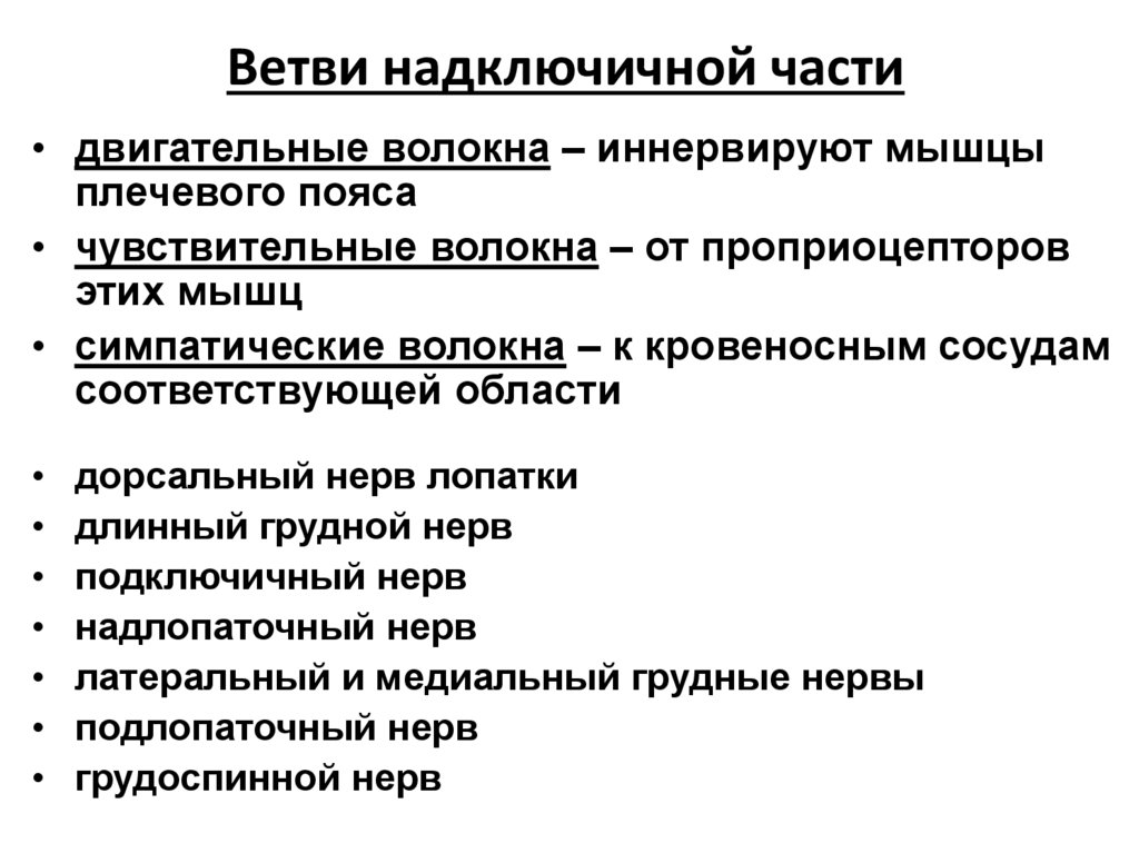 Ветви надключичной части