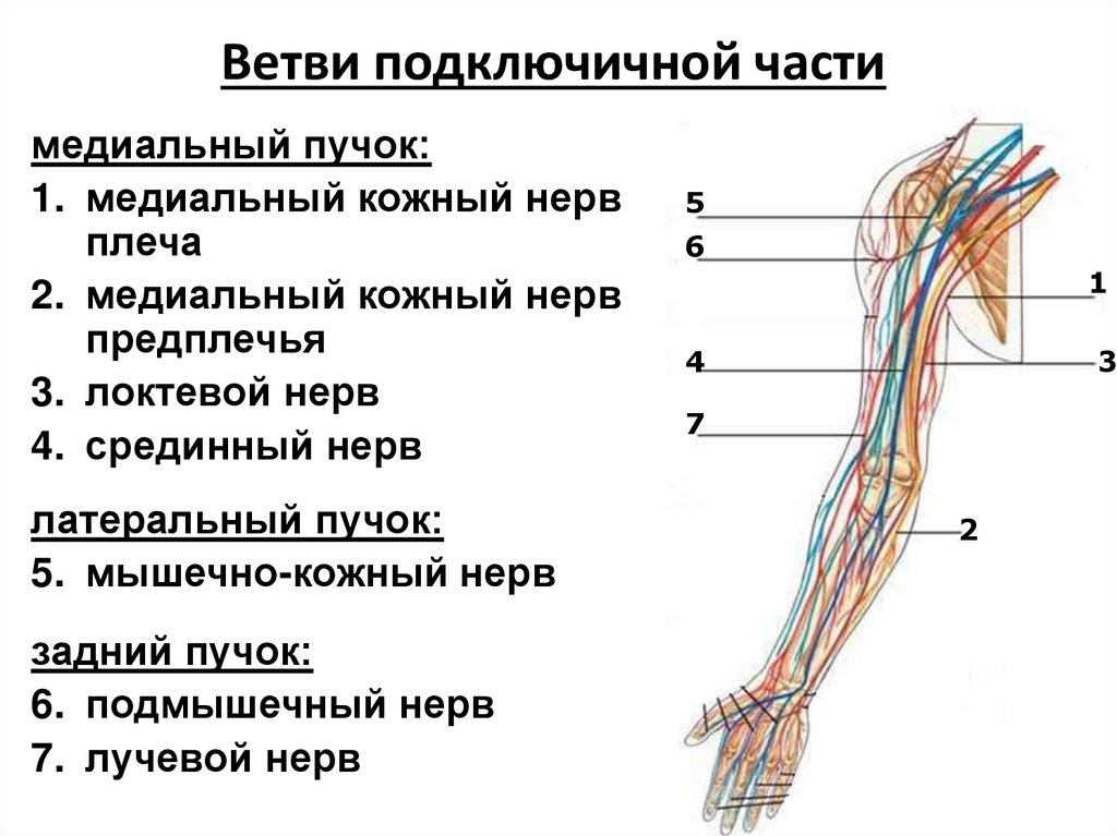 Ветви подключичной части