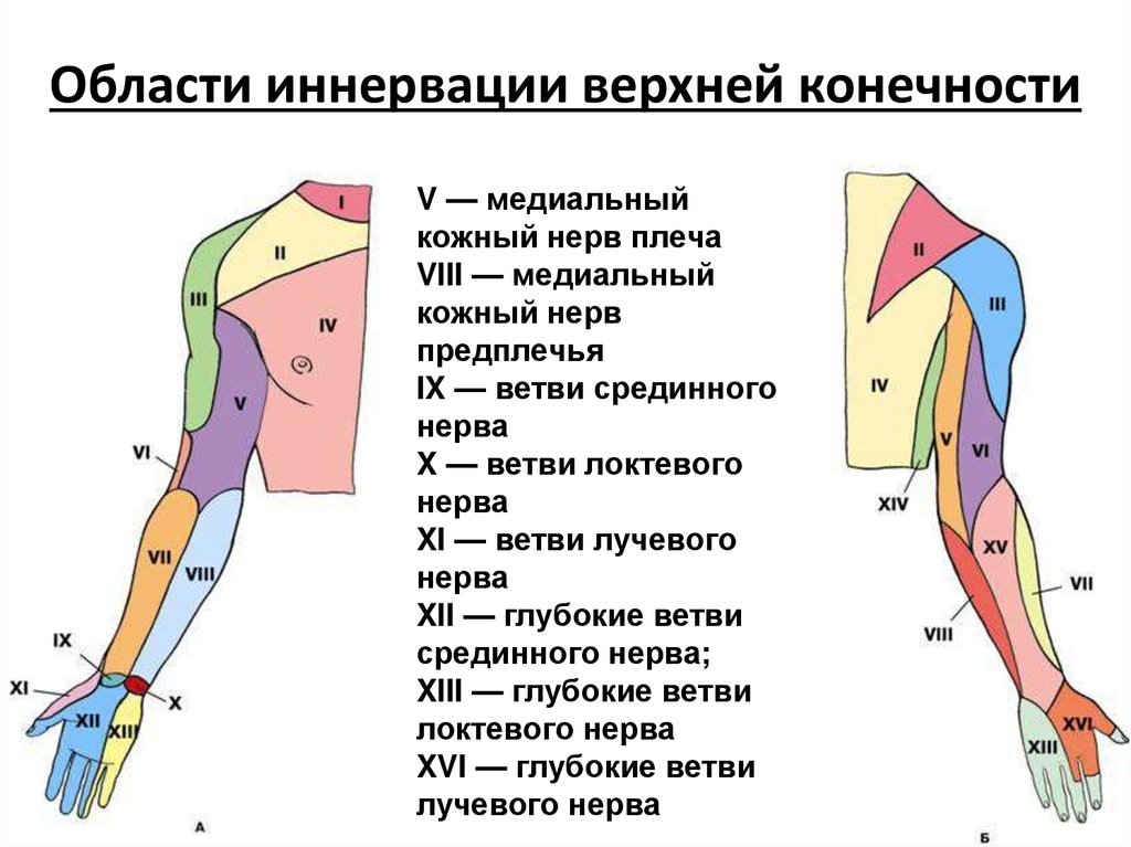 Области иннервации верхней конечности