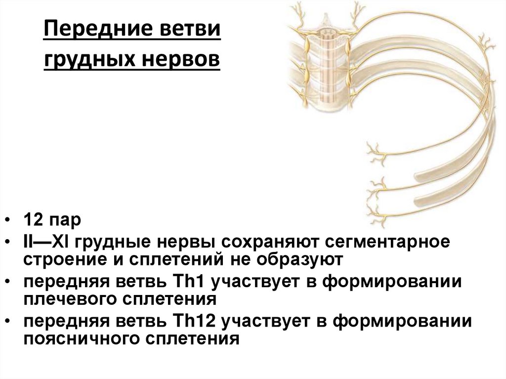 Передние ветви грудных нервов