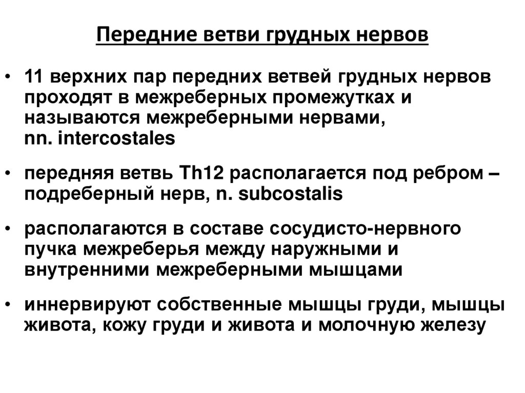 Передние ветви грудных нервов