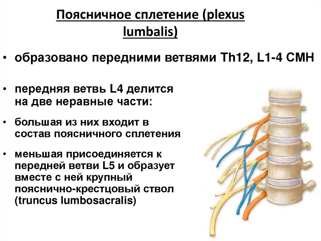 Поясничное сплетение (plexus lumbalis)