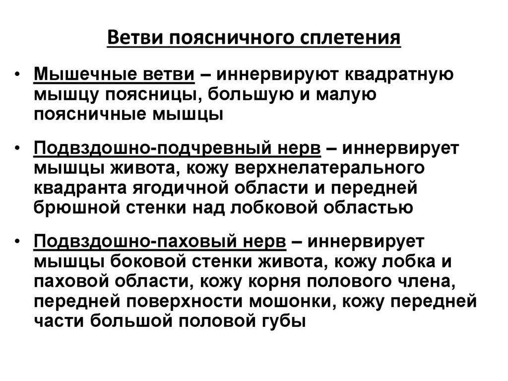 Ветви поясничного сплетения