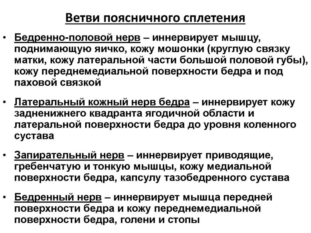 Ветви поясничного сплетения