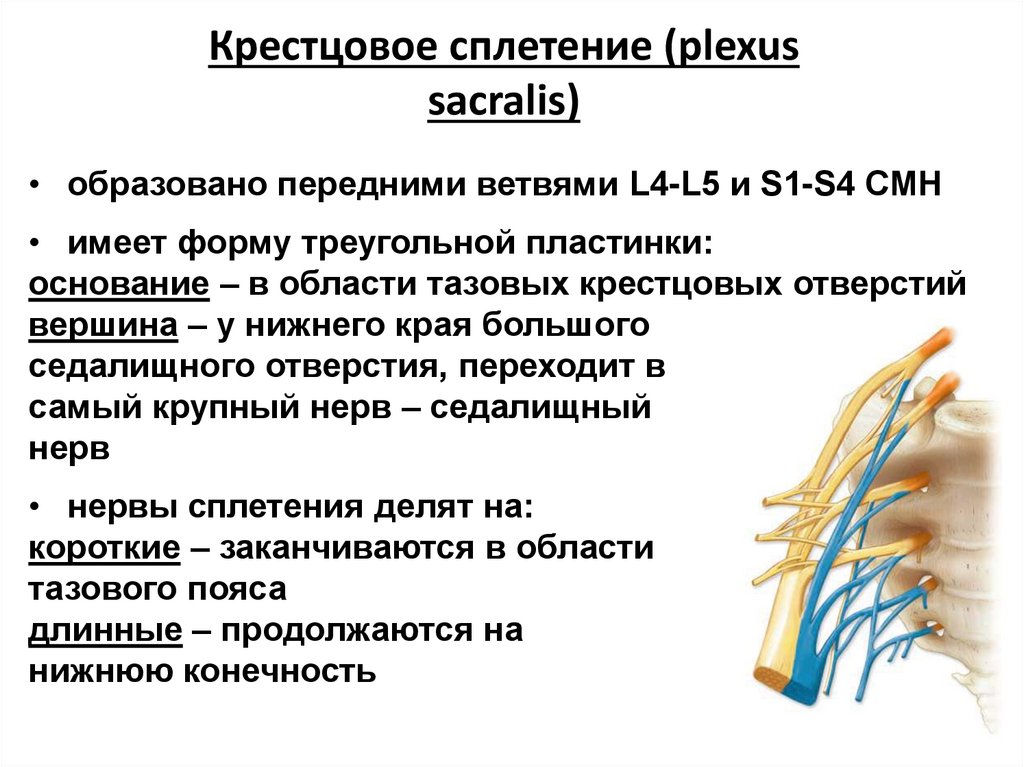 Крестцовое сплетение (plexus sacralis)