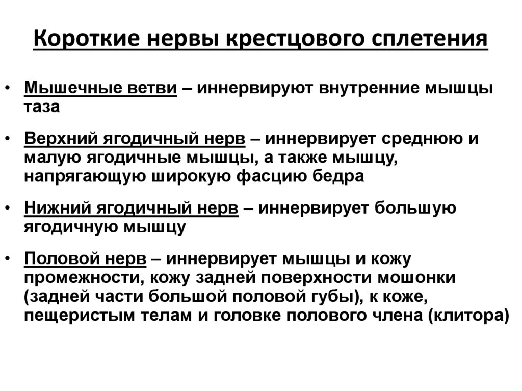 Короткие нервы крестцового сплетения