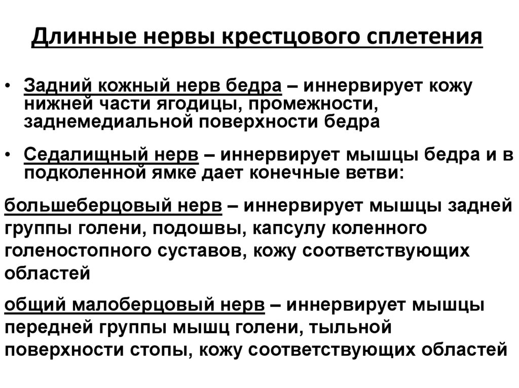 Длинные нервы крестцового сплетения