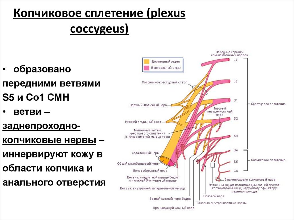 Копчиковое сплетение (plexus coccygeus)