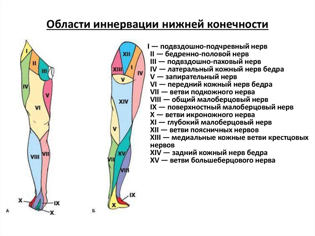 Области иннервации нижней конечности