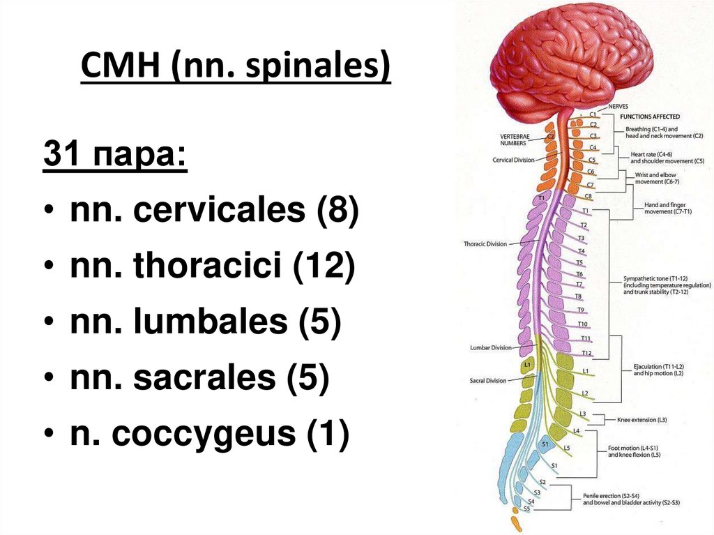СМН (nn. spinales)