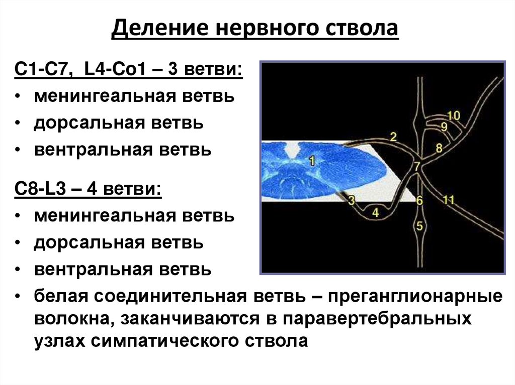 Деление нервного ствола