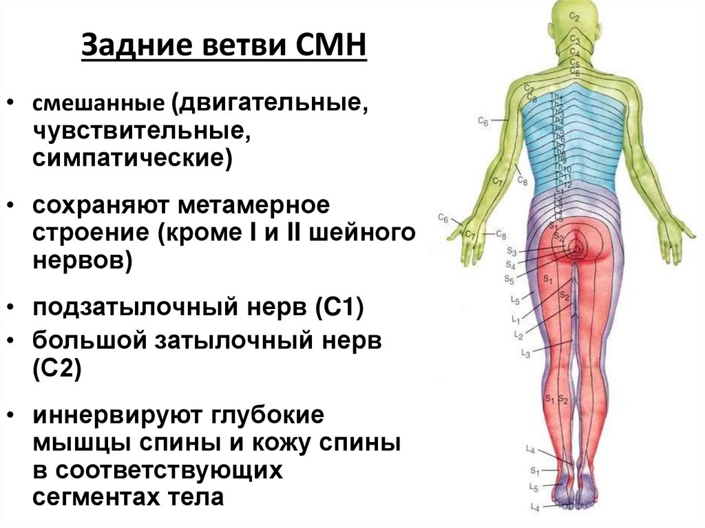 Задние ветви СМН