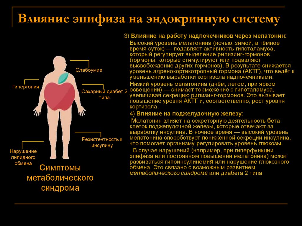 Влияние эпифиза на эндокринную систему