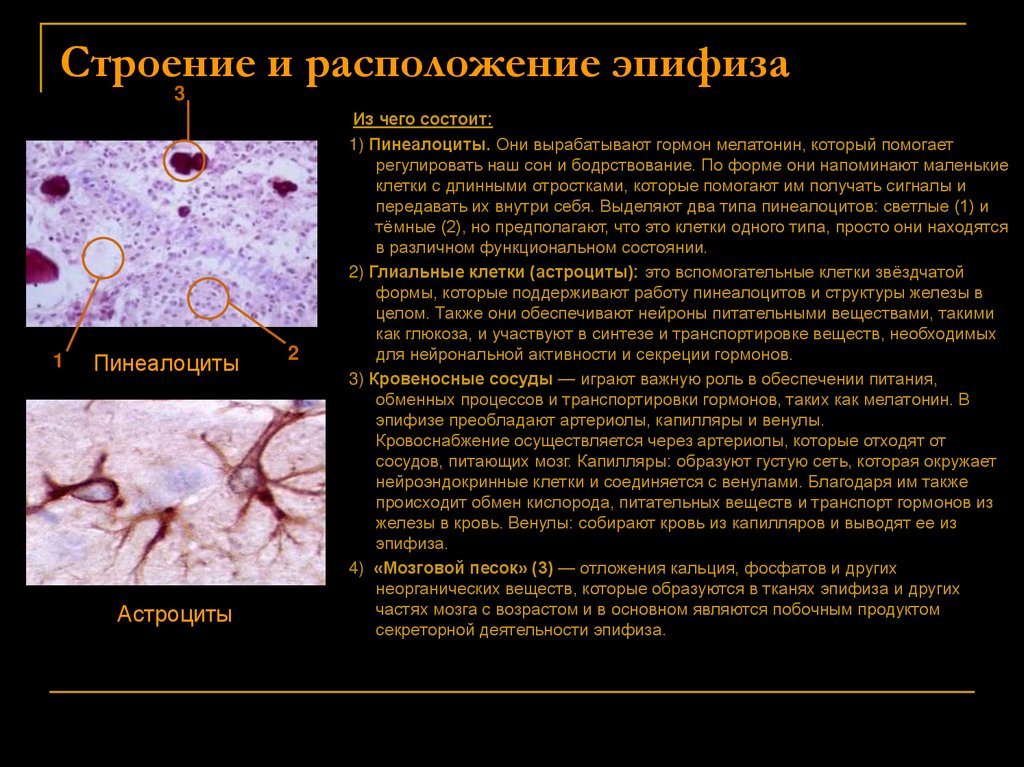 Строение и расположение эпифиза