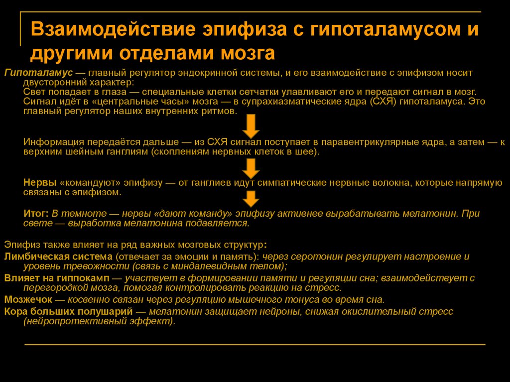 Взаимодействие эпифиза с гипоталамусом и другими отделами мозга