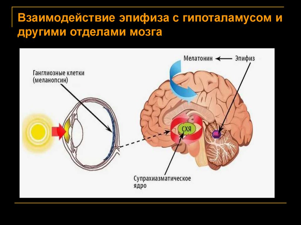 Взаимодействие эпифиза с гипоталамусом и другими отделами мозга