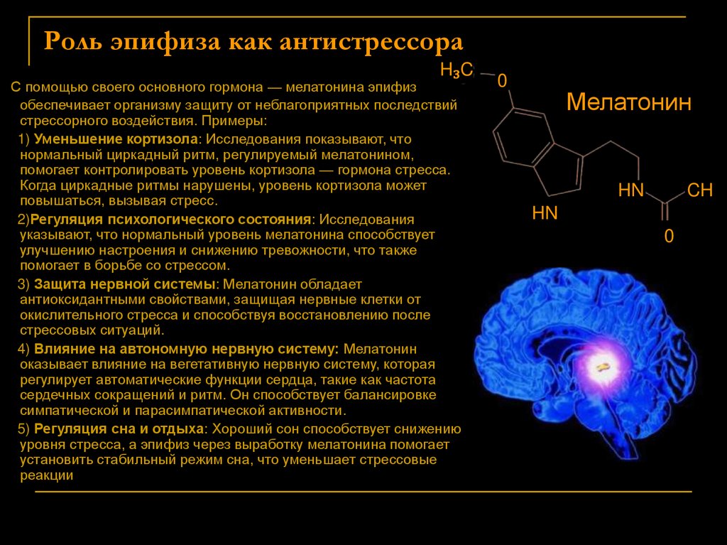 Роль эпифиза как антистрессора