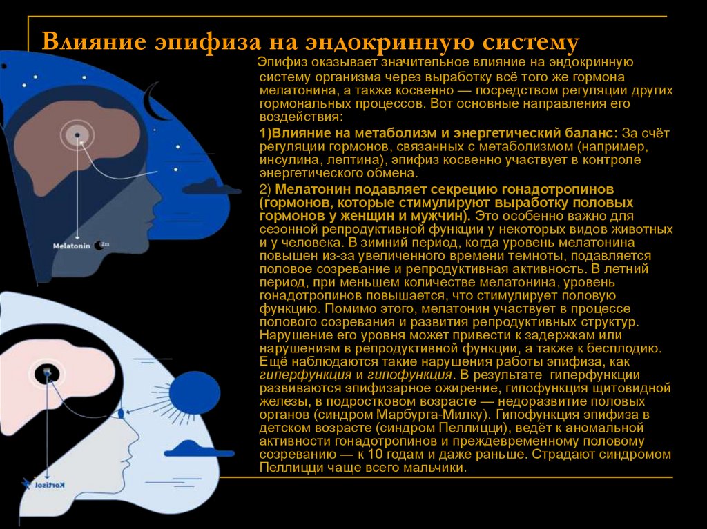 Влияние эпифиза на эндокринную систему