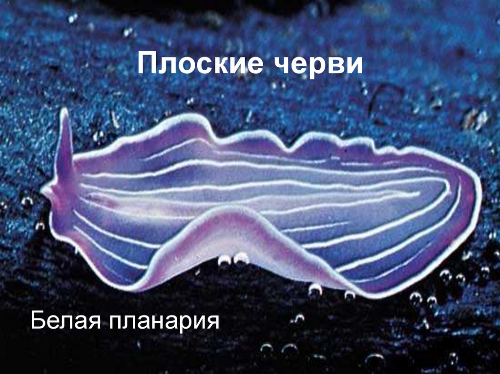 Плоские черви