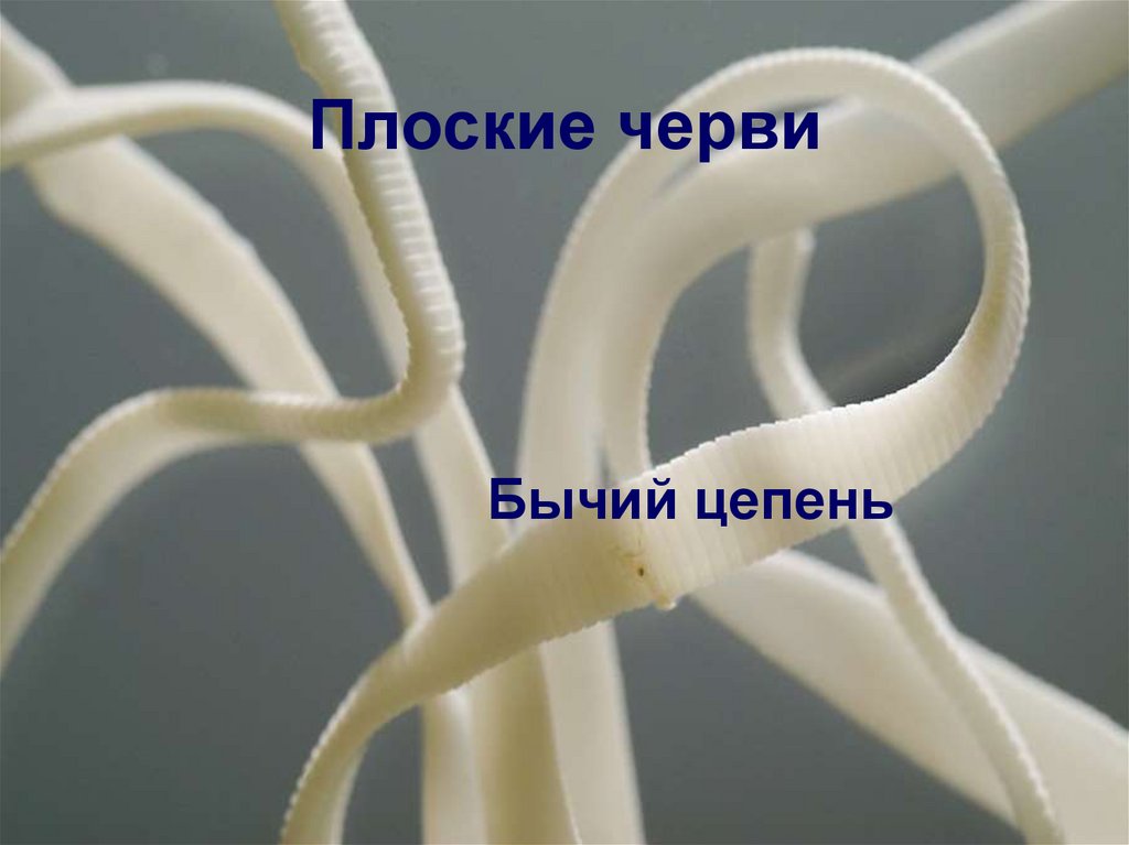 Плоские черви