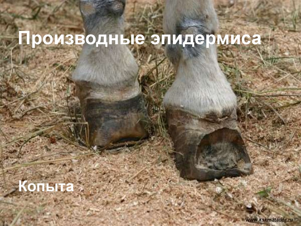 Производные эпидермиса