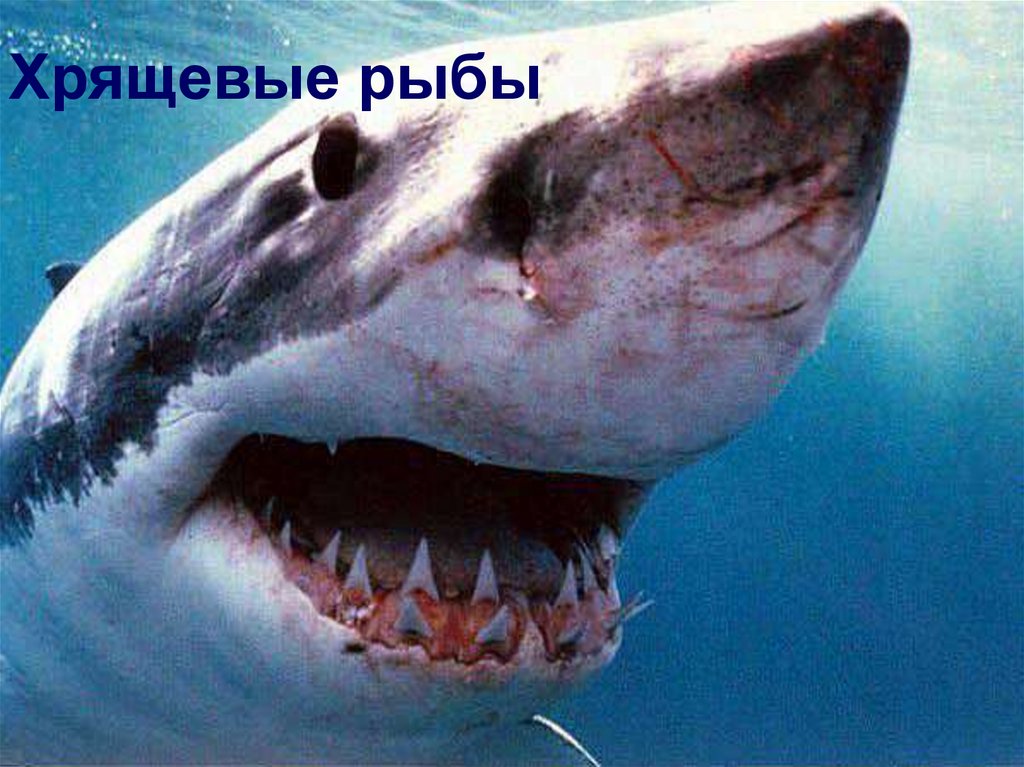 Хрящевые рыбы