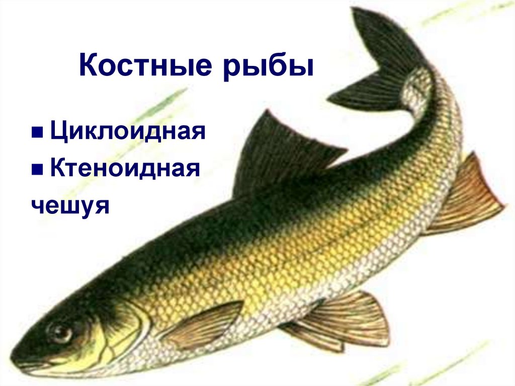 Костные рыбы