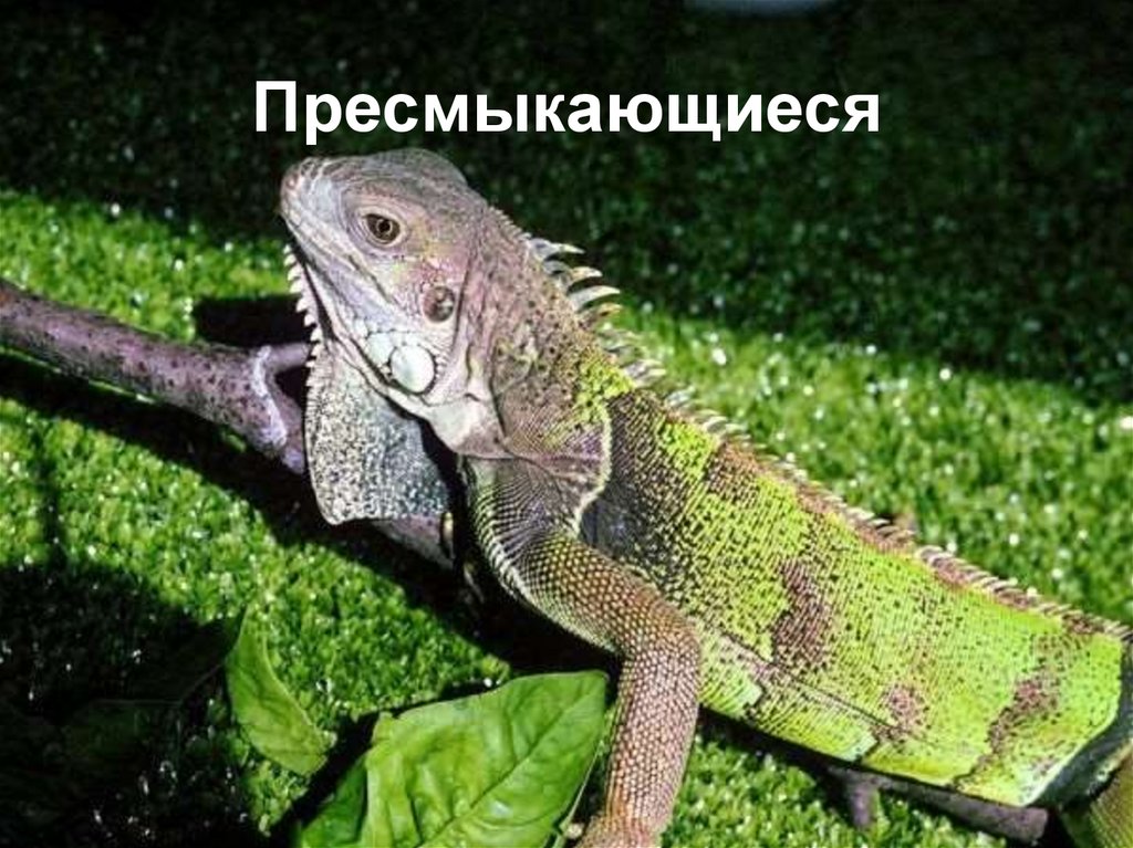 Пресмыкающиеся
