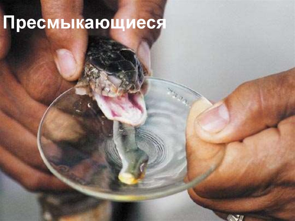 Пресмыкающиеся