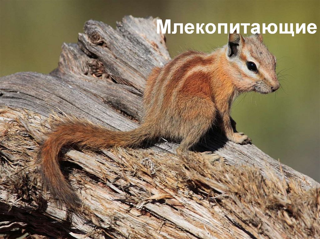 Млекопитающие