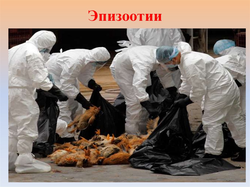 Эпизоотии массовое распространение инфекционных болезней среди животных