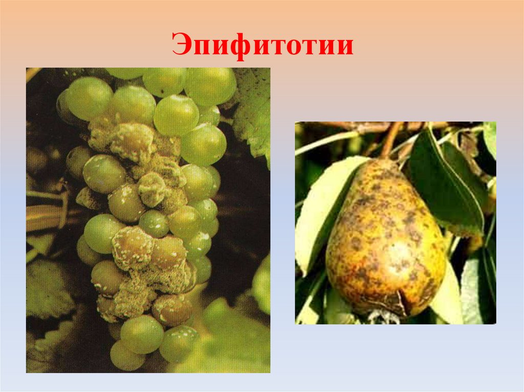 Эпифитотии