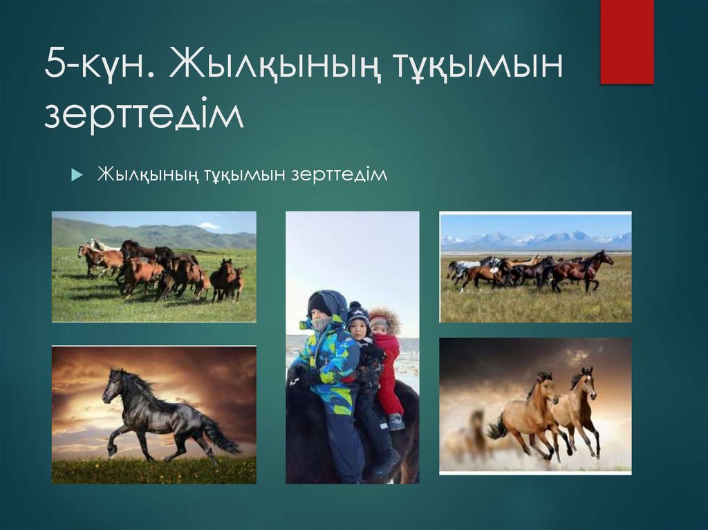 5-күн. Жылқының тұқымын зерттедім