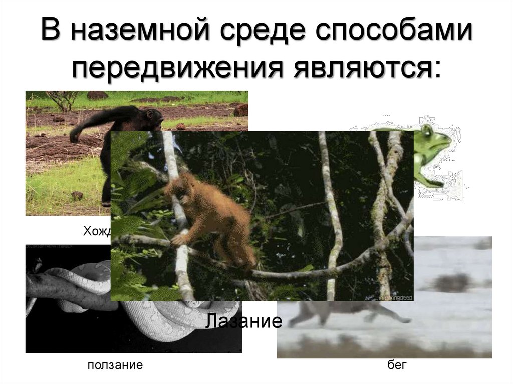 В наземной среде способами передвижения являются: