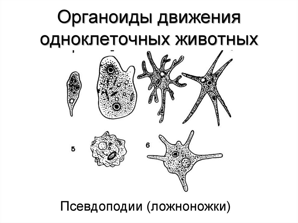 Органоиды движения одноклеточных животных