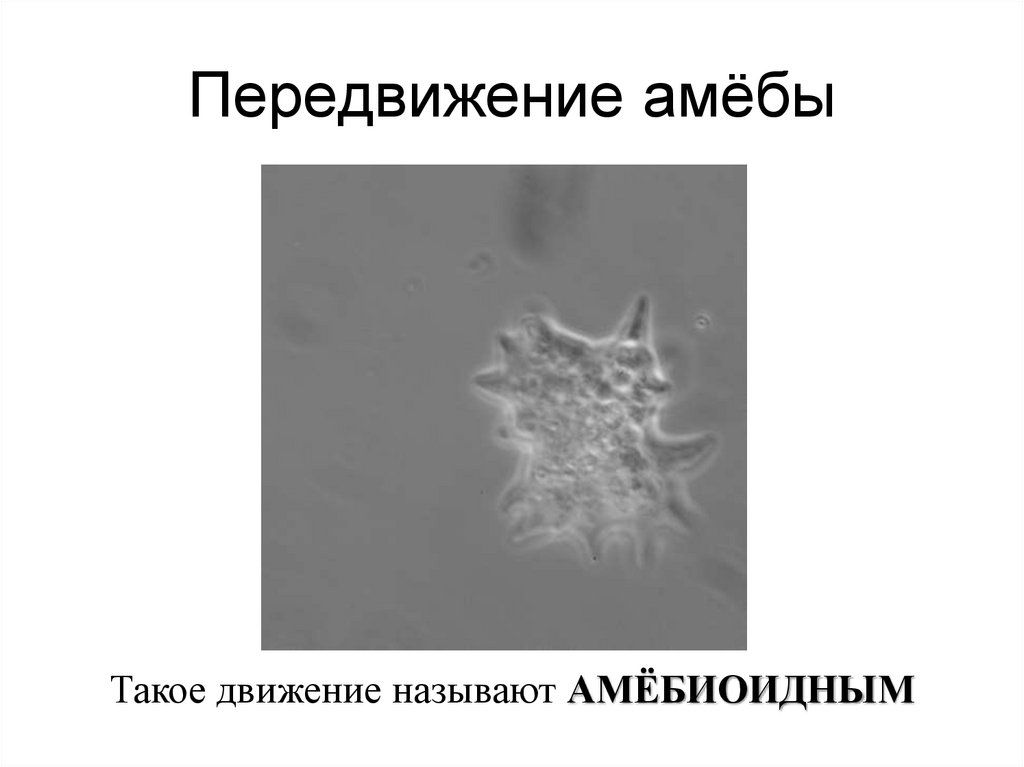 Передвижение амёбы