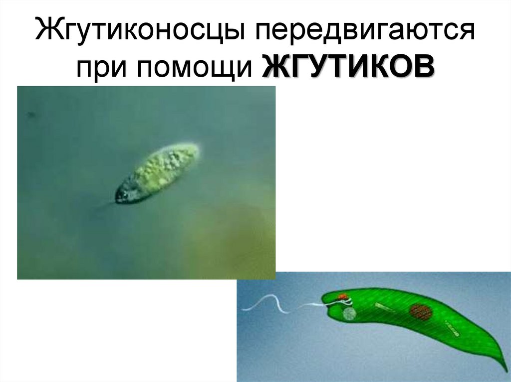 Жгутиконосцы передвигаются при помощи ЖГУТИКОВ