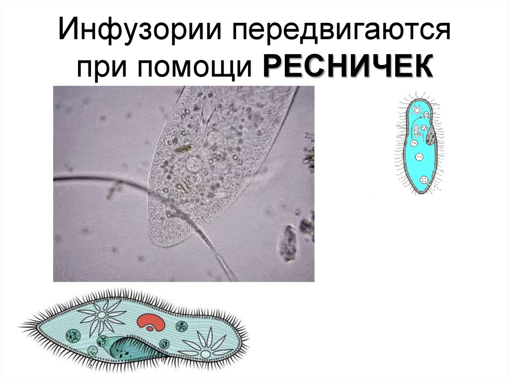 Инфузории передвигаются при помощи РЕСНИЧЕК