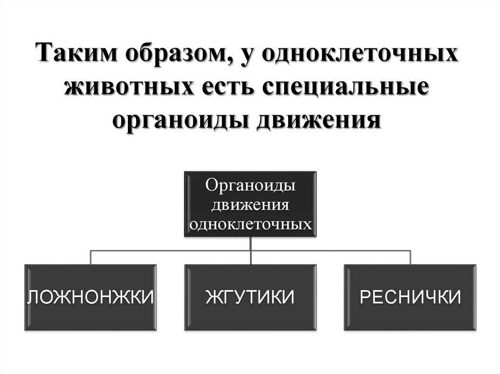 Таким образом, у одноклеточных животных есть специальные органоиды движения