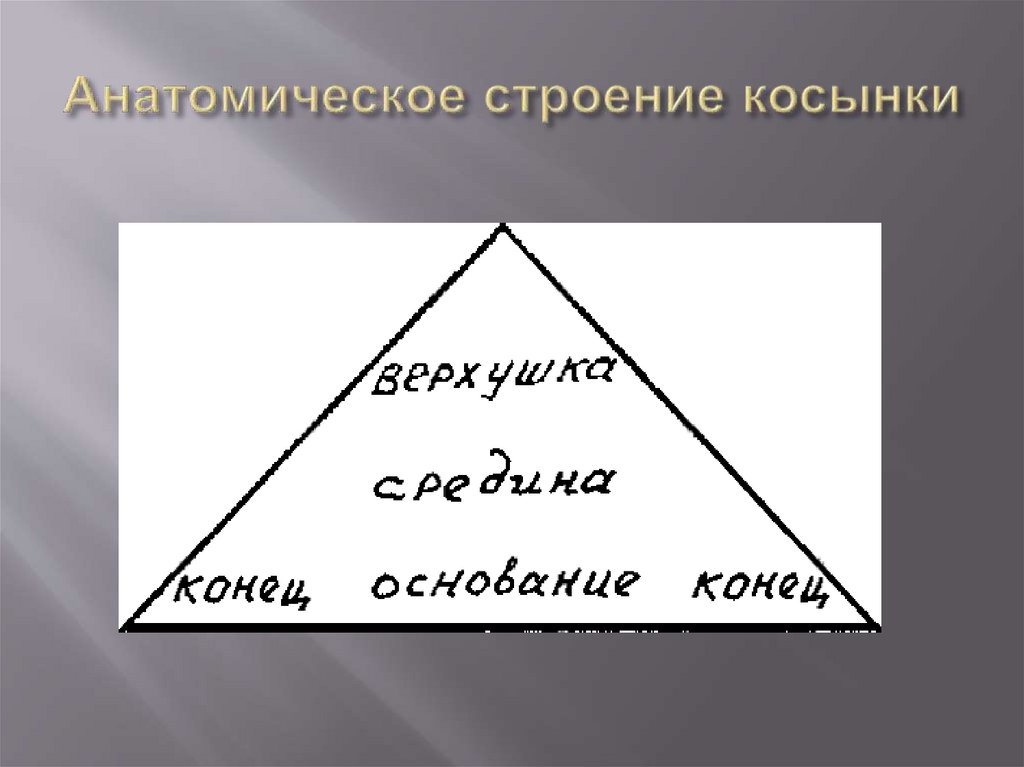 Анатомическое строение косынки